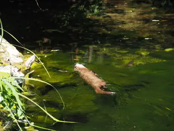 NaturOparC Hunawihr, Alsace (France)